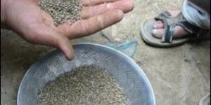 All Varieties Aafim Seeds