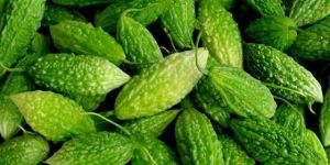 Fresh Bitter Gourd