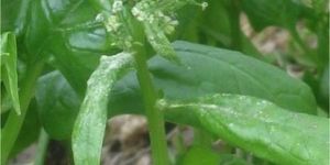 Fresh Large Spinach Leaves