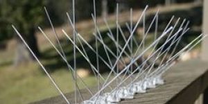 Polycarbonate Bird Spikes