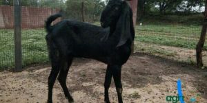 Beetal Female Goat