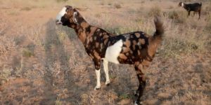 Gujari Female Goat