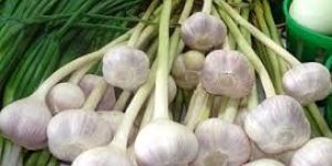 Fresh Garlic