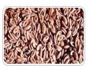 Natural Psyllium Seeds