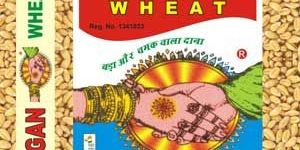 Kangan Wheat