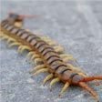 Centipede Control Services