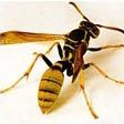 Wasp Control Services