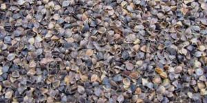 Buckwheat Hull