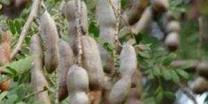 Tamarindus Indica