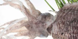 Cuttlefish Fish