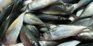 Frozen Indian Mackerel Fish