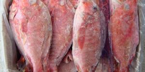 Frozen Red Snapper Fish