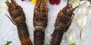 Frozen Whole Lobsters