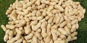 Groundnut Seeds