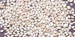 Natural Whitish Sesame Seeds