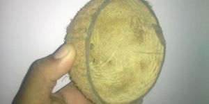 Coconut Shell