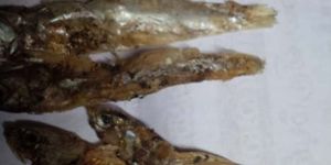 Dried Anchovy