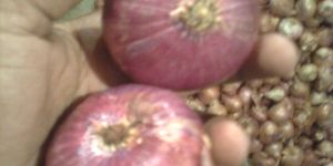 Red Onion