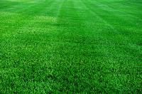 Lawn Grass