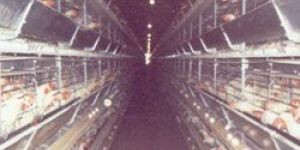 Battery Cage