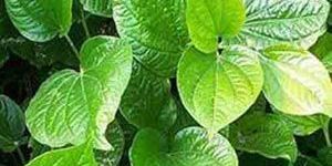 Betel Vine Oil