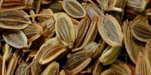 Dill Seeds