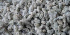 Cotton Seeds
