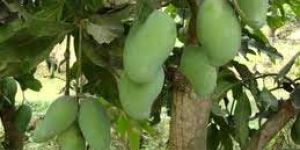Amrapali Mango Plants