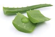 Aloe Vera Leaf