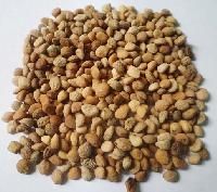 Musli Seeds