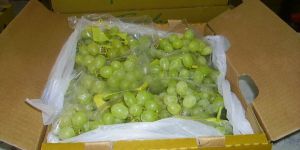 Indian Grapes