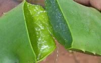 Aloe Vera Pulp