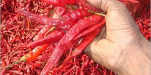 Dried  Red Chilli