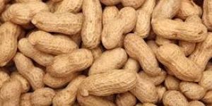 Groundnut Kernel