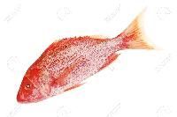 Red Snapper