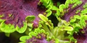 Coleus Extract