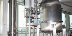 Tomato Ketchup Plant