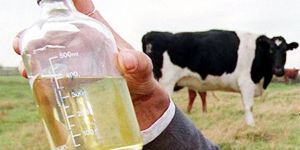 Cow Urine