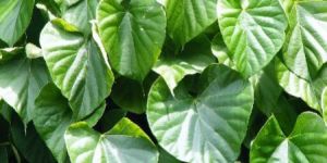 Tinospora Cordifolia