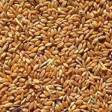 Wheat Seeds
