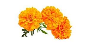 Fresh Marigold Flowers