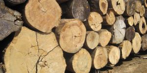 Timber Logs
