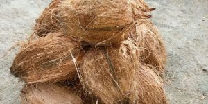 Semi Husked Coconut