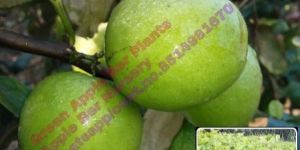 Thai Apple Ber Plants