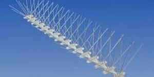 Bird Spike