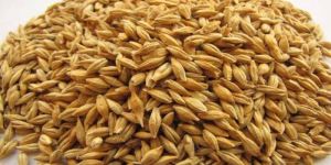 Barley Seeds