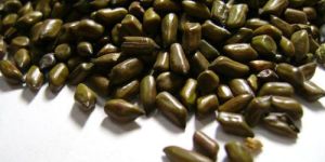 Cassia Tora Seed