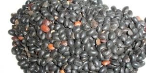Ratanjot Seed