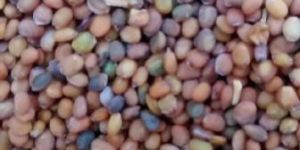 Taramira Seeds