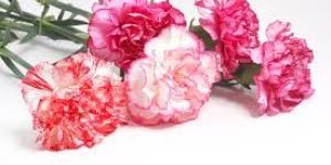 Fresh Carnation Flowers
